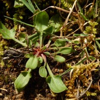 Rumex acetosella L.
